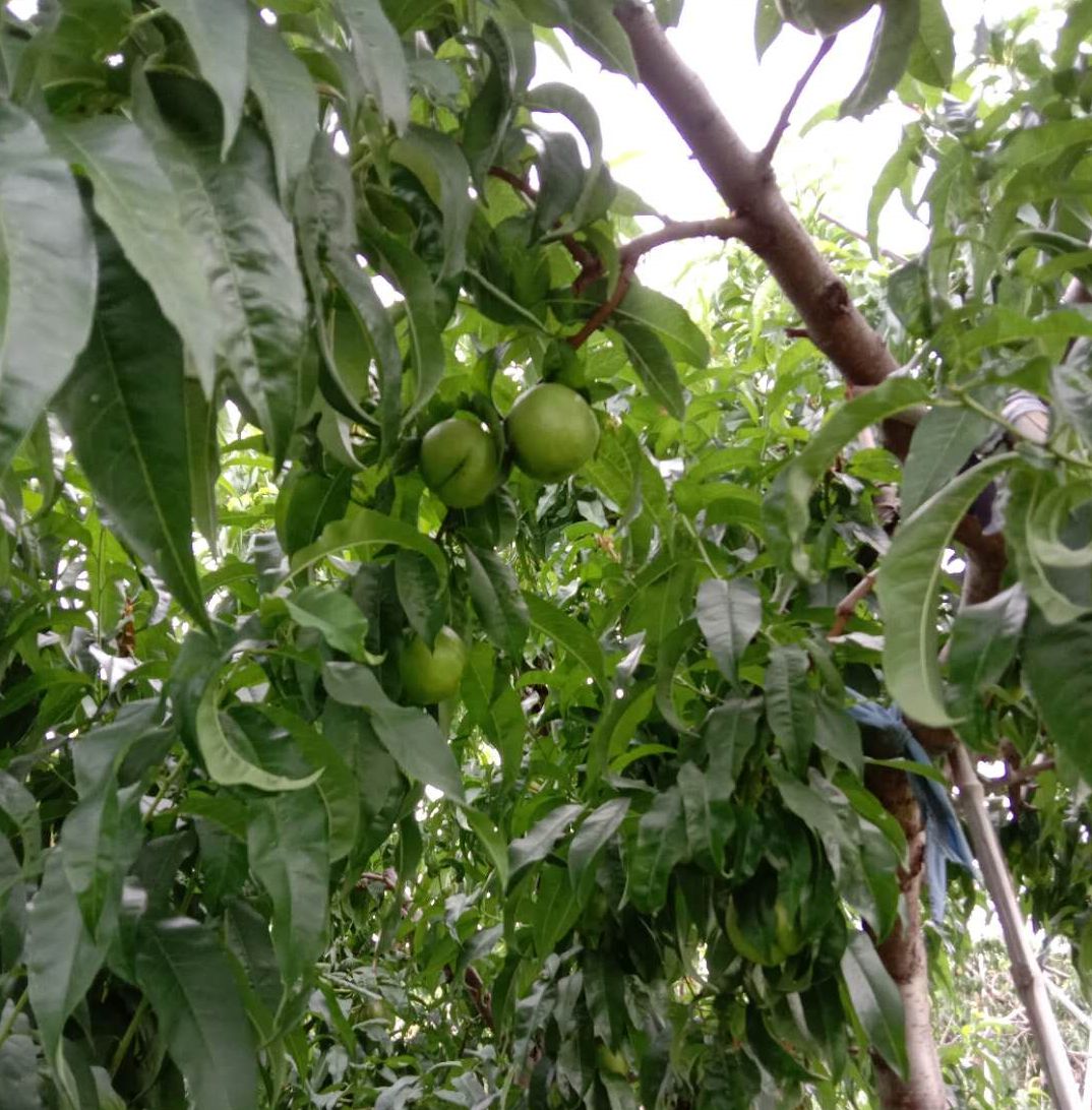 大农户自制辣椒水灭虫配方,阳台种菜自制辣椒水防虫