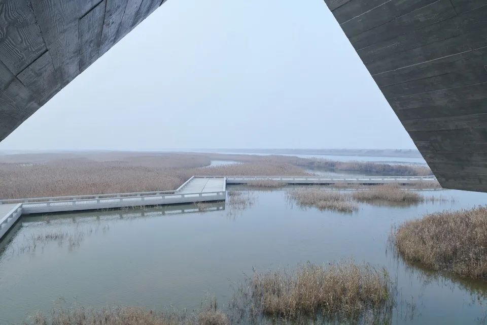 探索崇明东滩湿地公园的奥秘,崇明东滩湿地科研中心