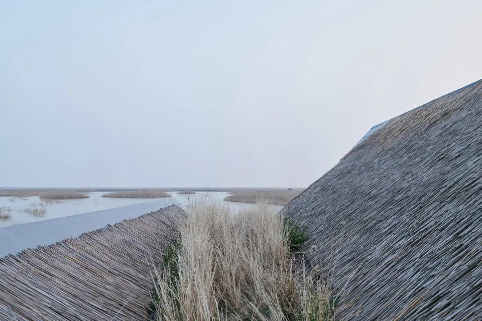 探索崇明东滩湿地公园的奥秘,崇明东滩湿地科研中心