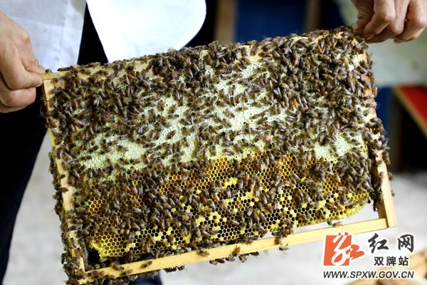 双牌：种槐养蜂看黄良齐“甜蜜”里找好“钱”景
