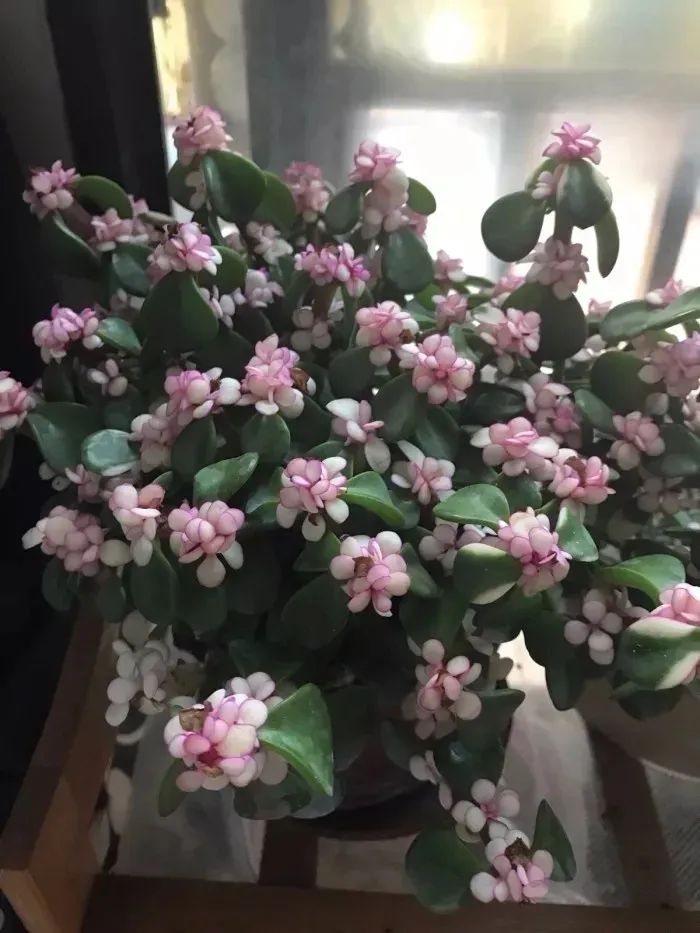 多肉植物怎样养新手入门篇,新手养多肉植物需要掌握的8点