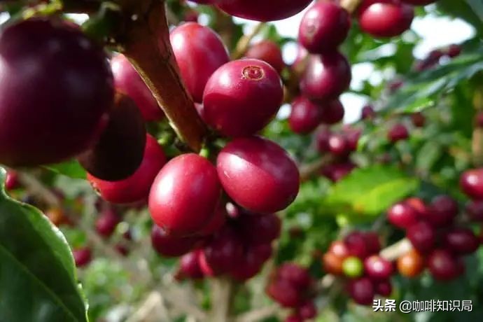 缅甸咖啡豆特点,缅甸咖啡特点