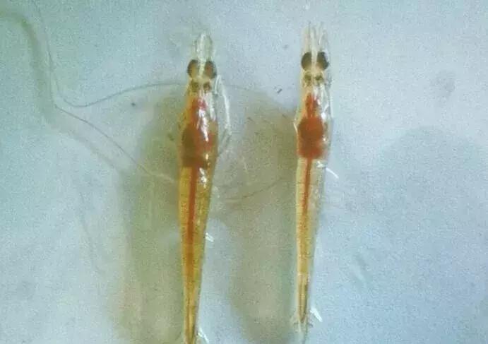 对虾肝脏问题发生原因,对虾前期黑肝的原因