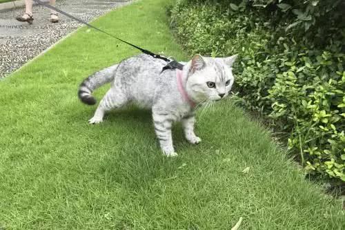 家里小猫咪害怕出门,平常特别怕人的猫突然溜出去了