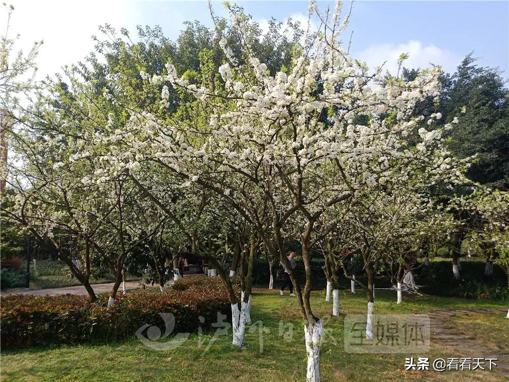 泸州四季花海开放了吗现在,泸州3月赏花胜地心花怒放在哪