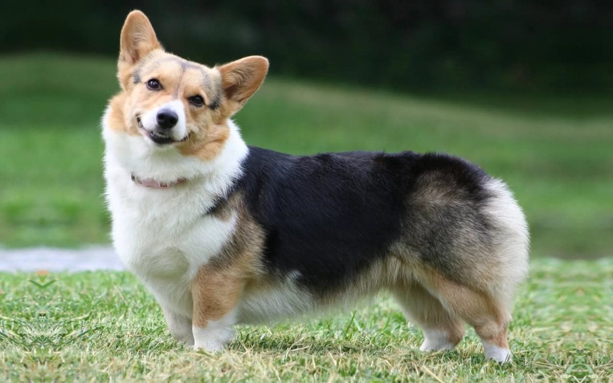 世界上十种最小的犬科动物,世界上最厉害的牧羊犬排名