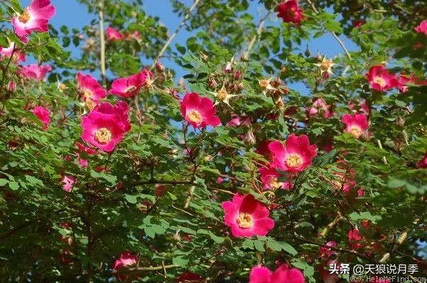 传家宝月季,月季传家宝紫色