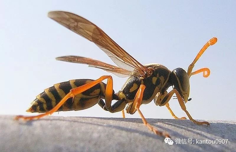 刚收的蜜蜂防逃方法,刚收回来的蜜蜂如何预防飞逃