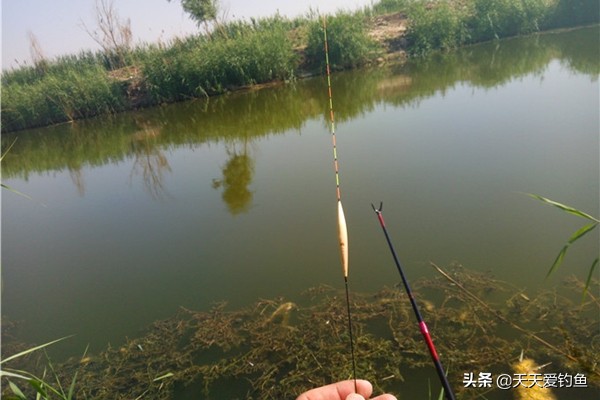 钓鱼浮漂的调钓技巧,浮漂怎么看中鱼率最好