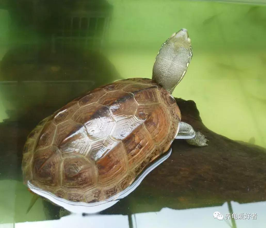 鳄鱼龟腐甲会影响生长吗,龟腐甲是什么原因造成的