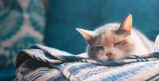 猫泛白血球减少症（猫瘟）的传染途径、症状及防治的方法
