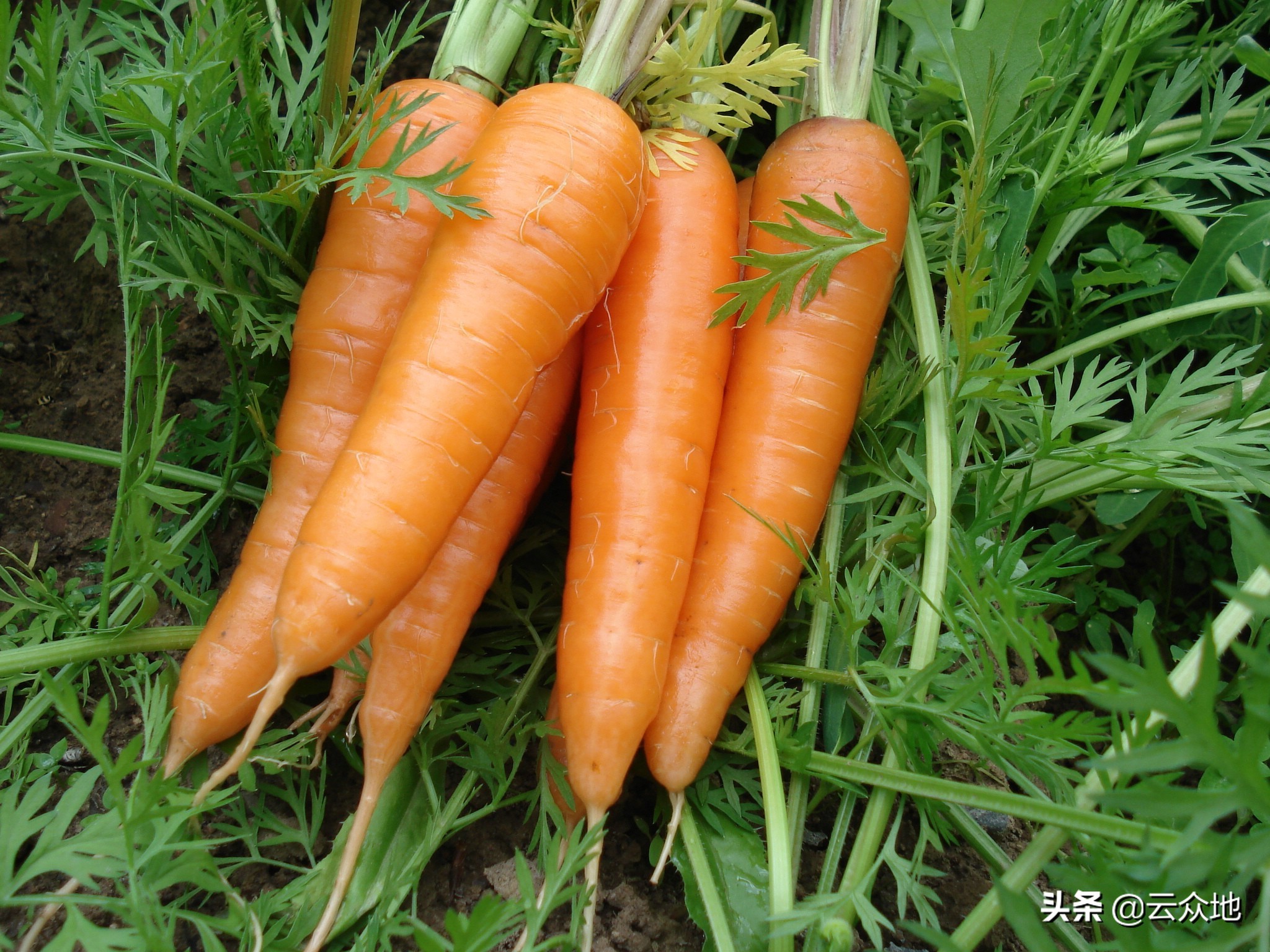 胡萝卜肉质根开裂是什么原因？多与水肥管理有关，提前预防长得好