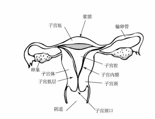 宫颈癌症侵犯膀胱直肠左侧输尿管,卵巢癌症压迫直肠