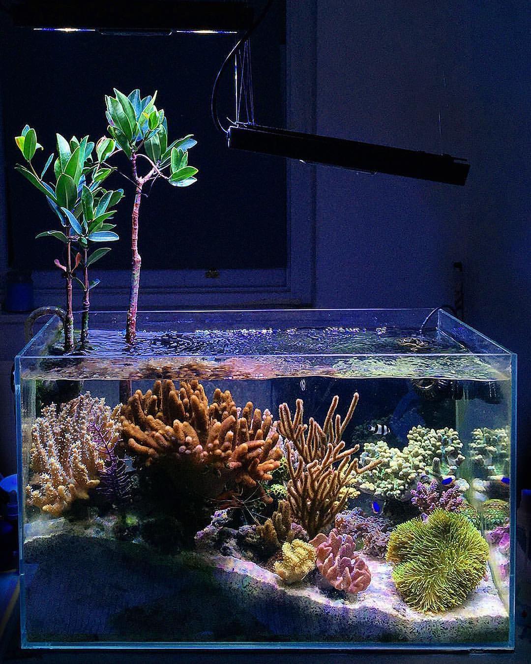 玩海缸从零开始,玩海缸最重要的是什么