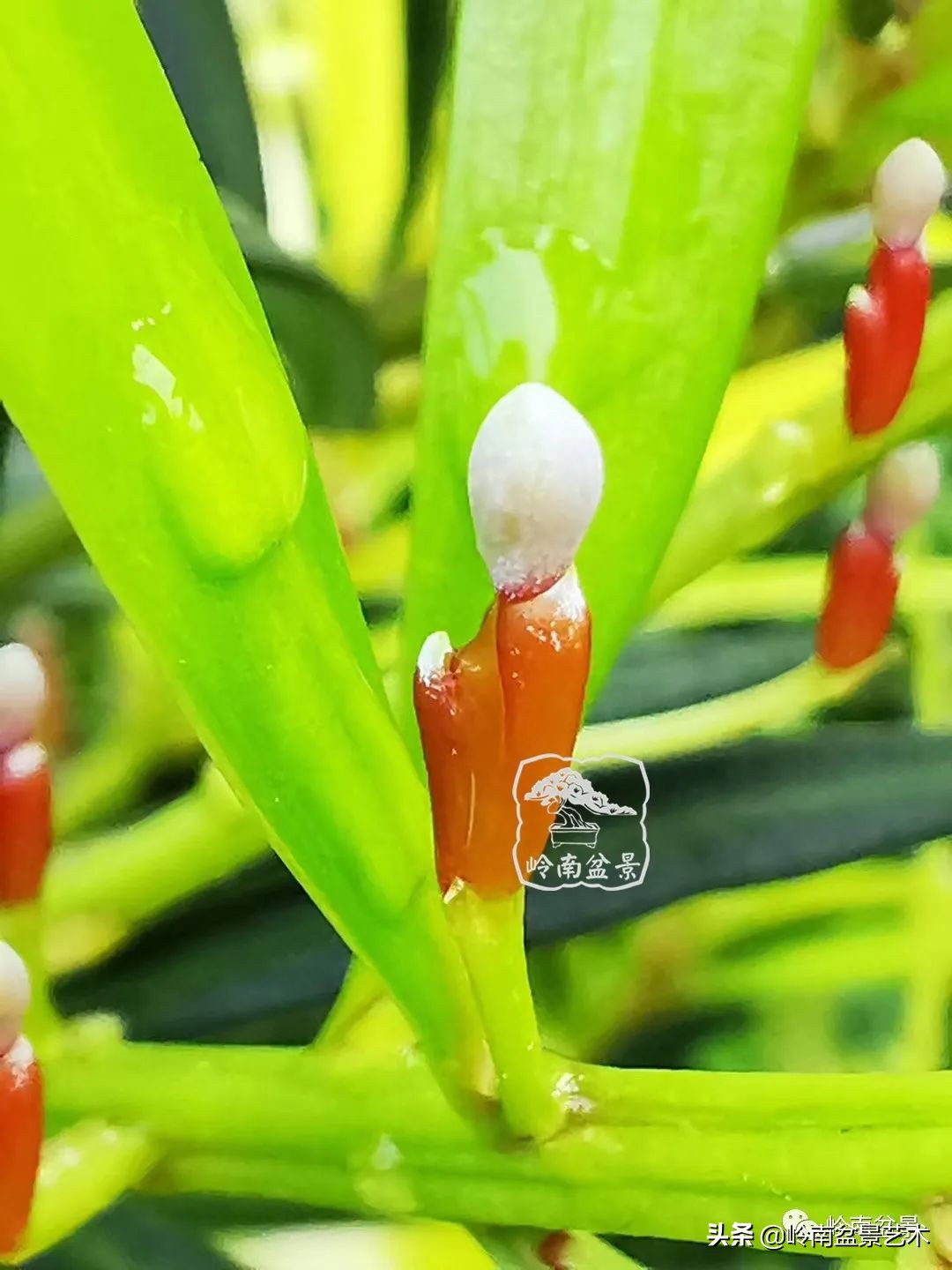 旺财罗汉松,罗汉松招财还是挡煞