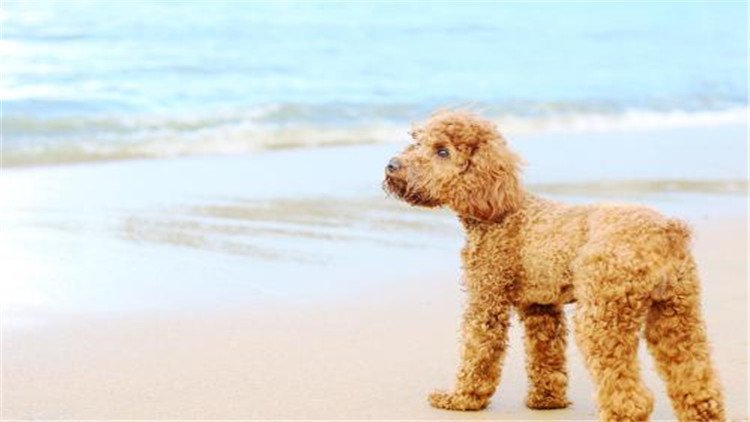 母大犬发情该怎么办,母小型犬发情爬跨如何缓解