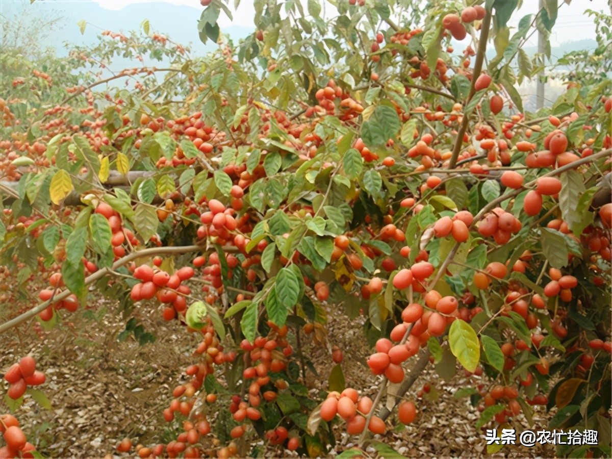 早熟的野生果子,早熟果子价钱