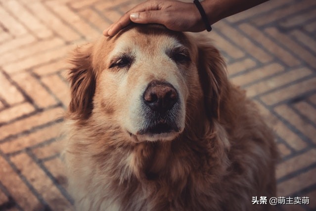 狗狗烫伤可以自愈吗狗烫伤要如何处理处理
