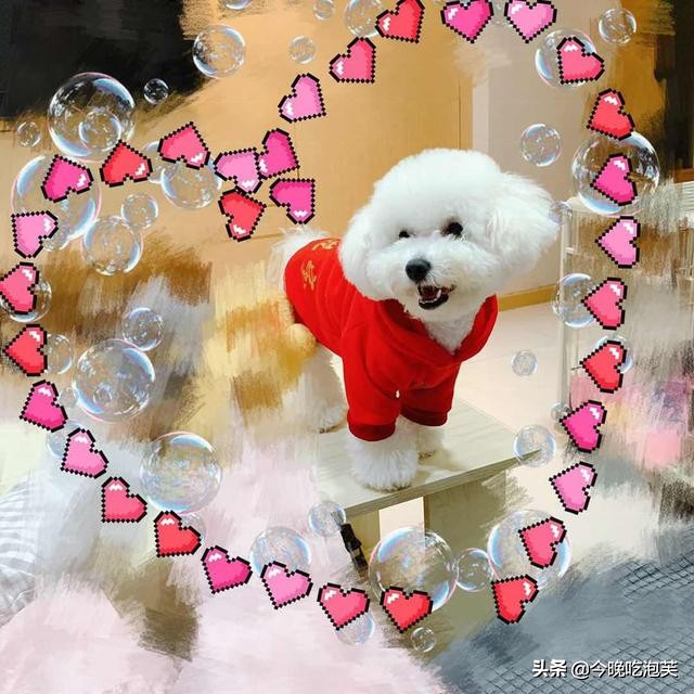 比熊狗狗的泪痕怎么消除,比熊狗狗去泪痕药