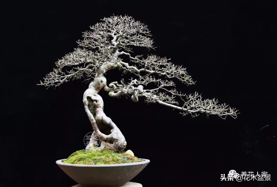 让你从厨艺小白变大神的100道菜,教你如何从一个小白变成大神