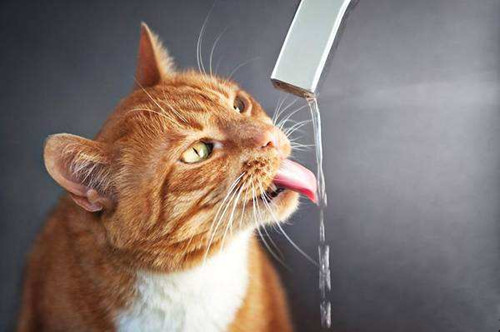 世界奇妙物语猫,奇妙猫咪物语公猫