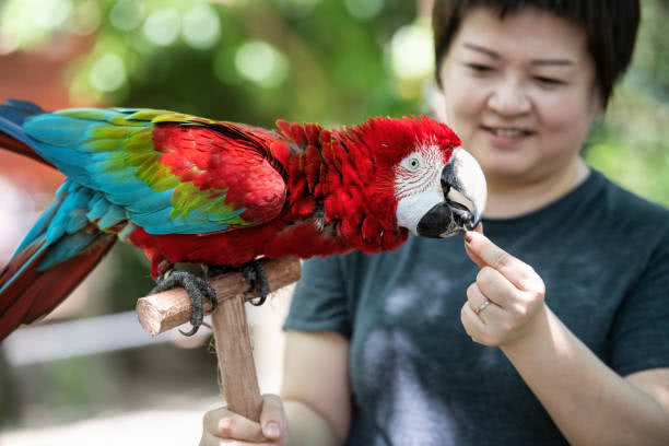 为什么鹦鹉能效仿人说话,鹦鹉为什么能像狗一样