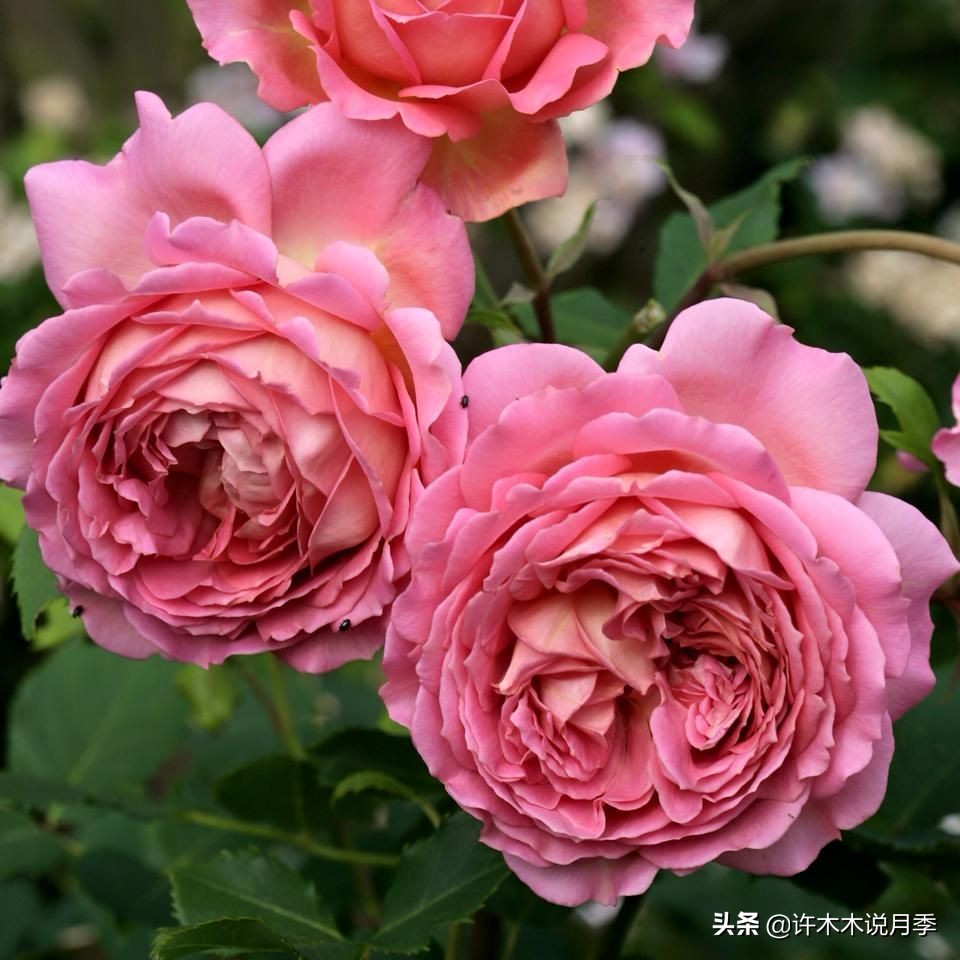 新手月季种植手册，牢记这6点，不死苗、开花多。新手收藏备用