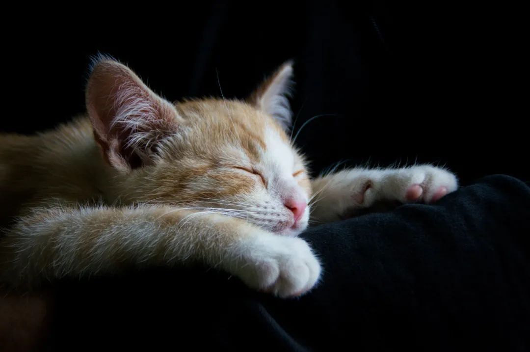 养小猫攻略,养2个月小猫攻略