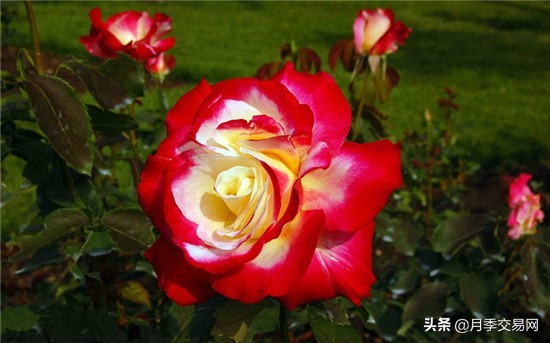 人鱼月季与红双喜月季区别,花魂月季跟红双喜月季的区别
