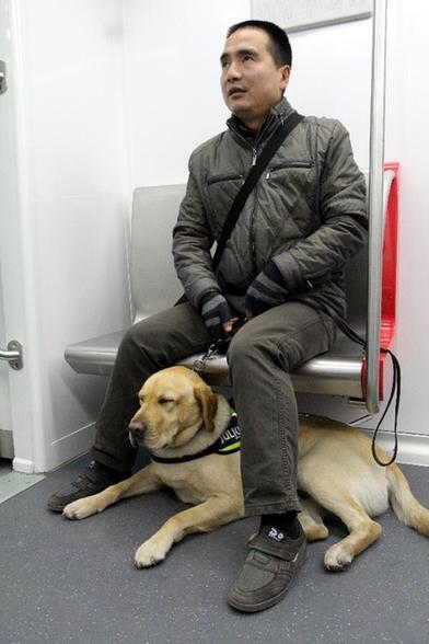 导盲犬没有勋章视频,可以当导盲犬的有哪几种狗狗