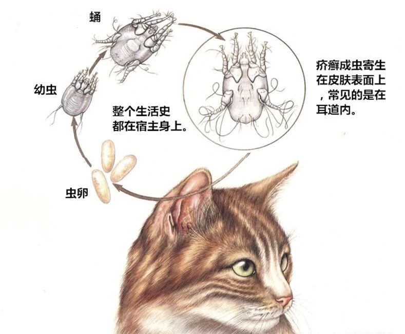 最快解决猫耳螨的办法,你真的了解你家猫咪吗