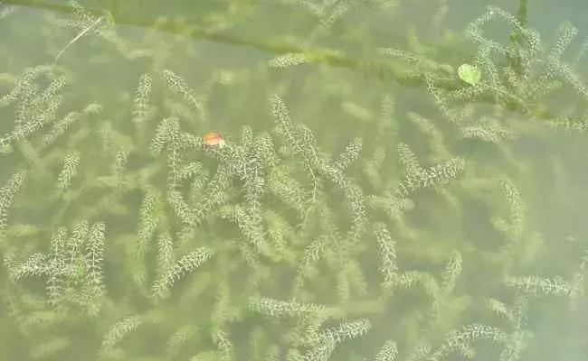 夏天高温怎样养好鱼缸水草,高温天气怎样能保住水草