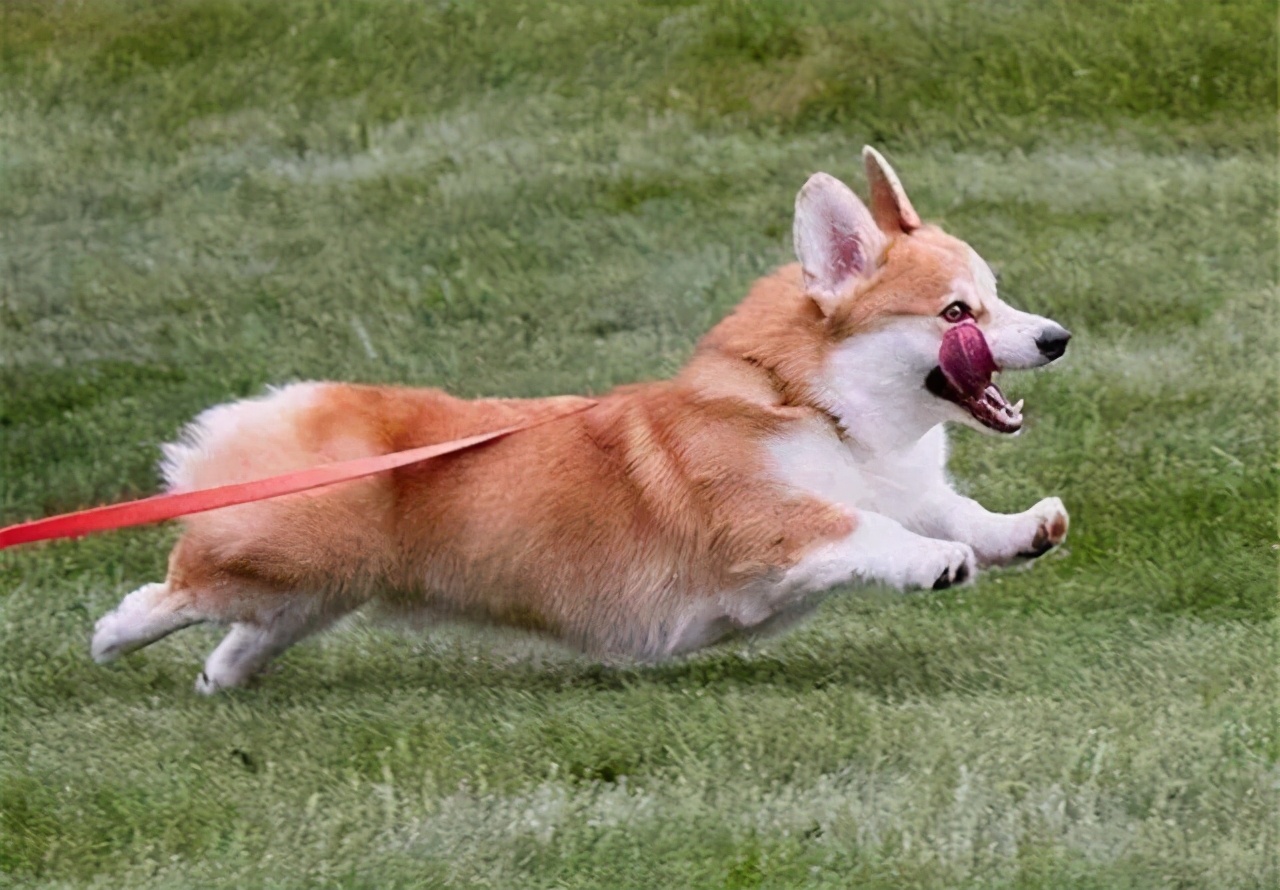 盘点柯基犬的缺点养之前得先知道,建议养柯基犬的四个理由