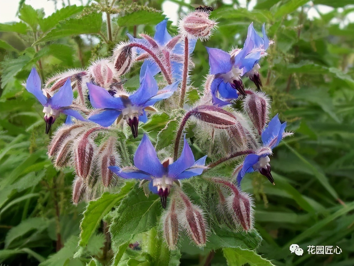 可以食用的花可制作的美食,100种可食用花的做法