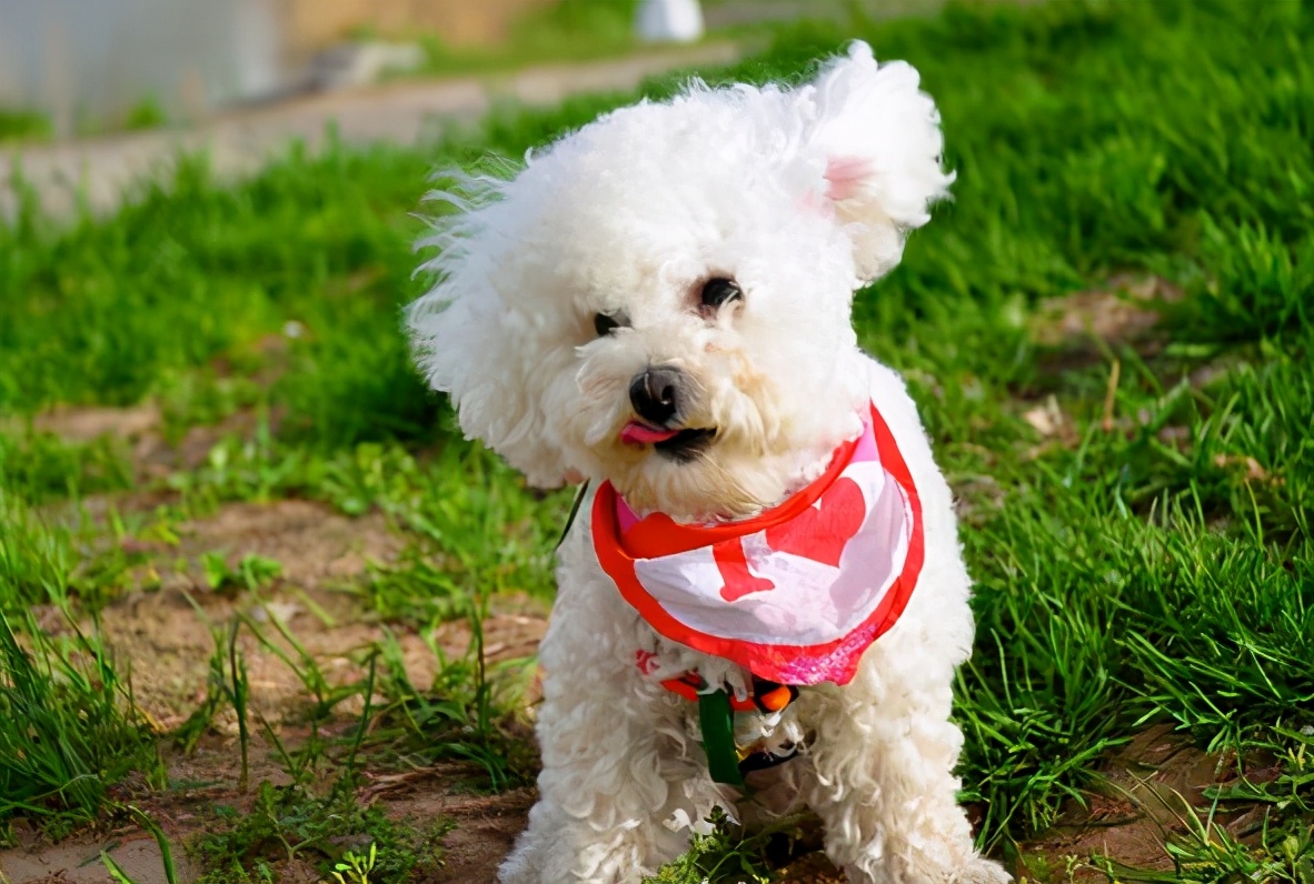 泰迪犬几种颜色最好,什么颜色的泰迪犬最贵最好