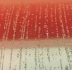 窥一斑而知全貌出自,窥一孔而知全豹