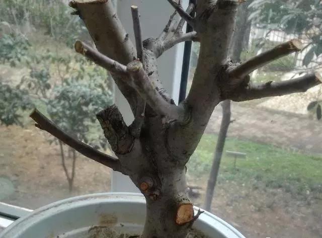 玛瑙柏盆景不绿不发新芽怎么回事,盆景老桩上盆发芽后新芽干枯