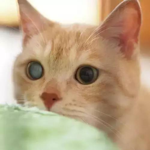 猫咪泌尿系统疾病症状,猫咪眼睛常见问题