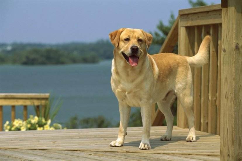 巧克力色纯种拉布拉多犬,拉布拉多犬颜色有白中带黄的吗