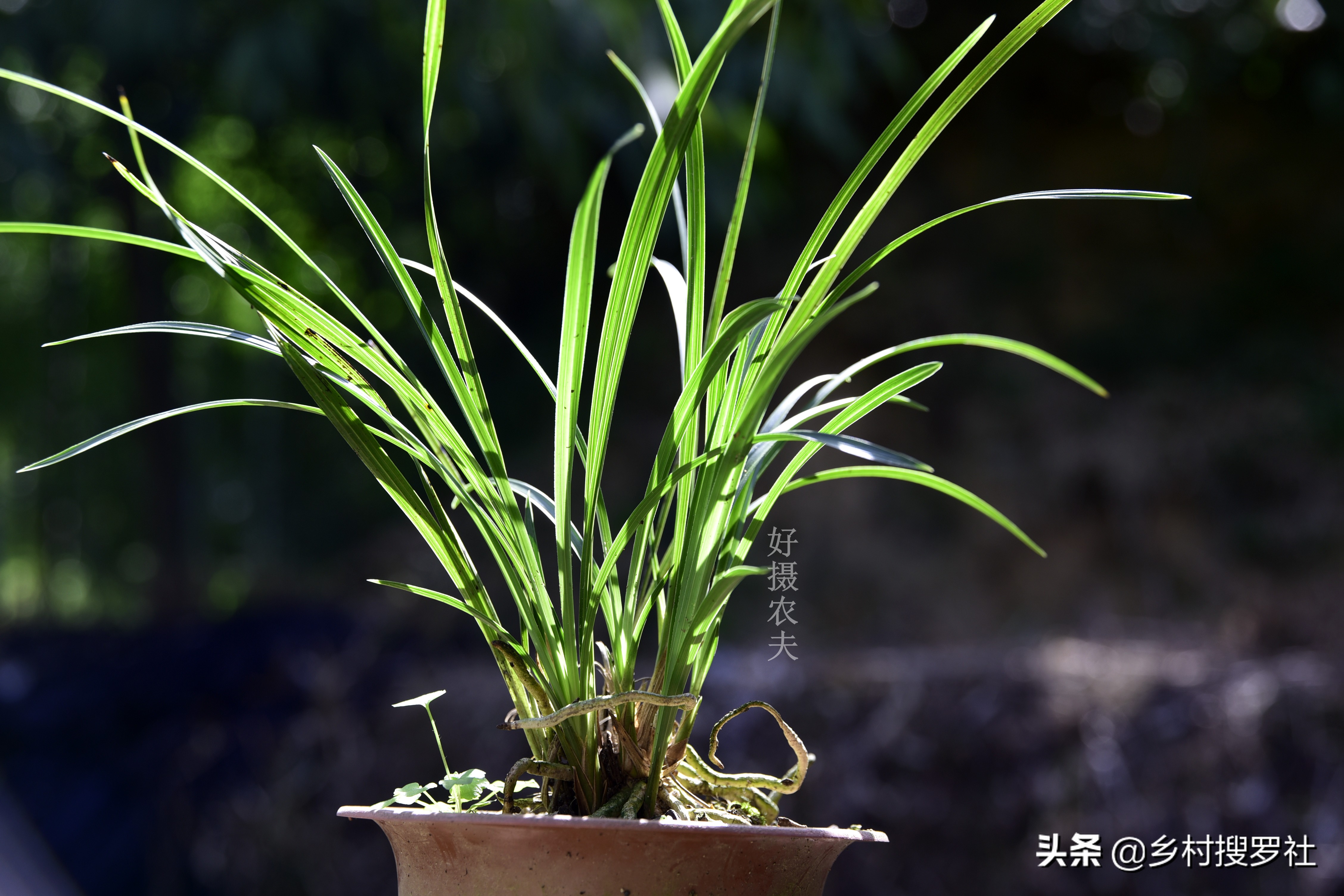 蕙兰生长最快最好的方法,蕙兰怎么养能使蕙兰变翠绿