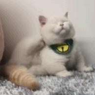 猫咪过敏是属于炎症反应吗,猫咪过敏怎么排除过敏源