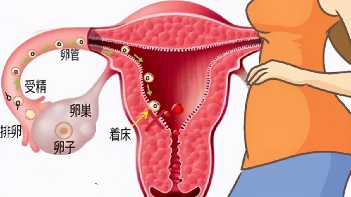 研究显示：精子像钻头一样钻入体内！它“欺骗”了科学家300多年