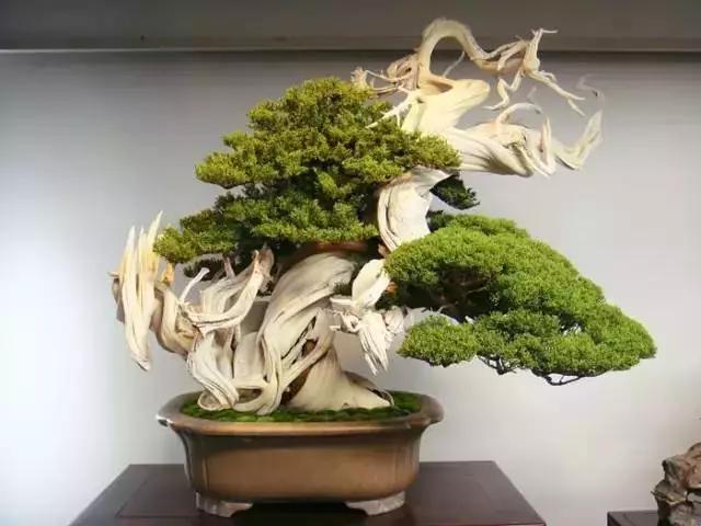 世界上最高贵最漂亮的花,世界上最名贵的花