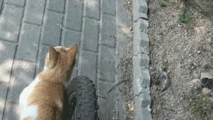 推荐养橘猫的6大原因,自从养了猫才知道它是那么粘人
