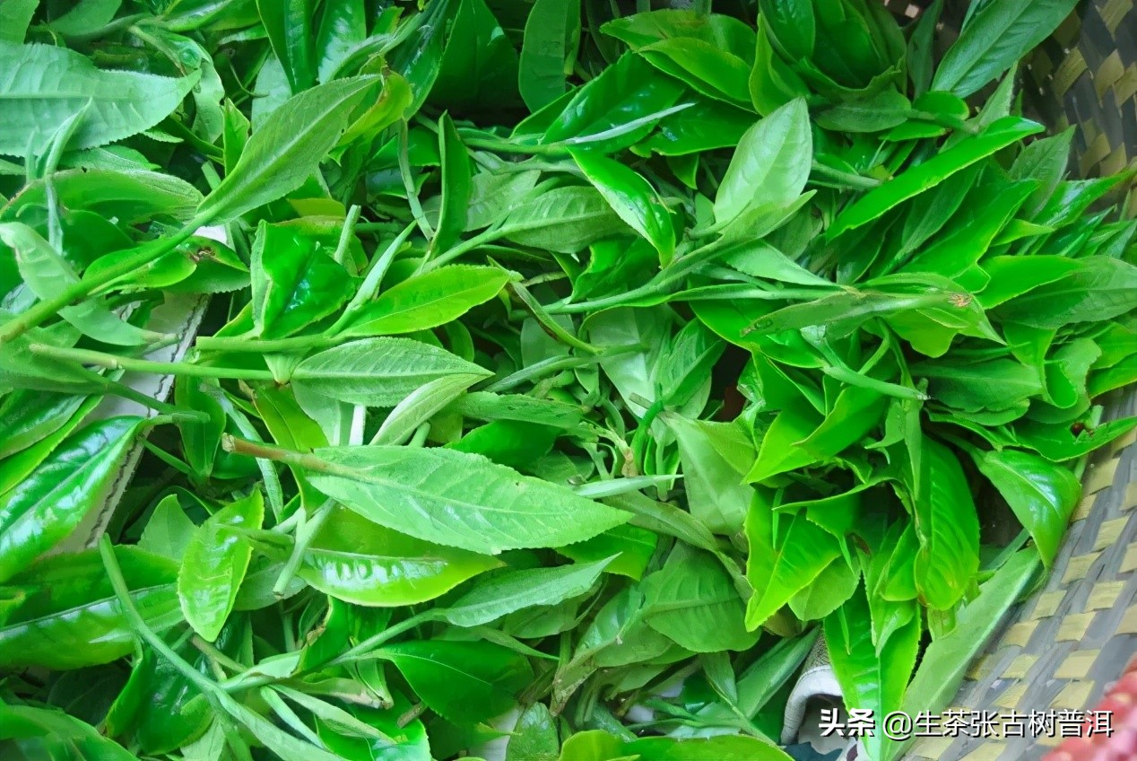 普洱茶南糯山古树茶采摘,六大茶山03年南糯山普洱茶