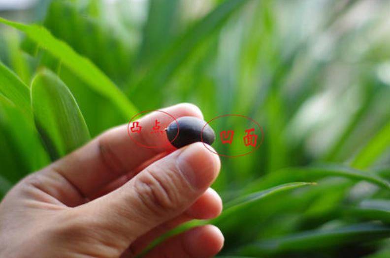 碗莲种子夏天可以种植吗,碗莲夏天开几次花