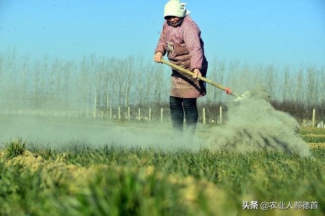 白菜萝卜生虫用什么农药好用,白菜菜青虫打不死怎么办