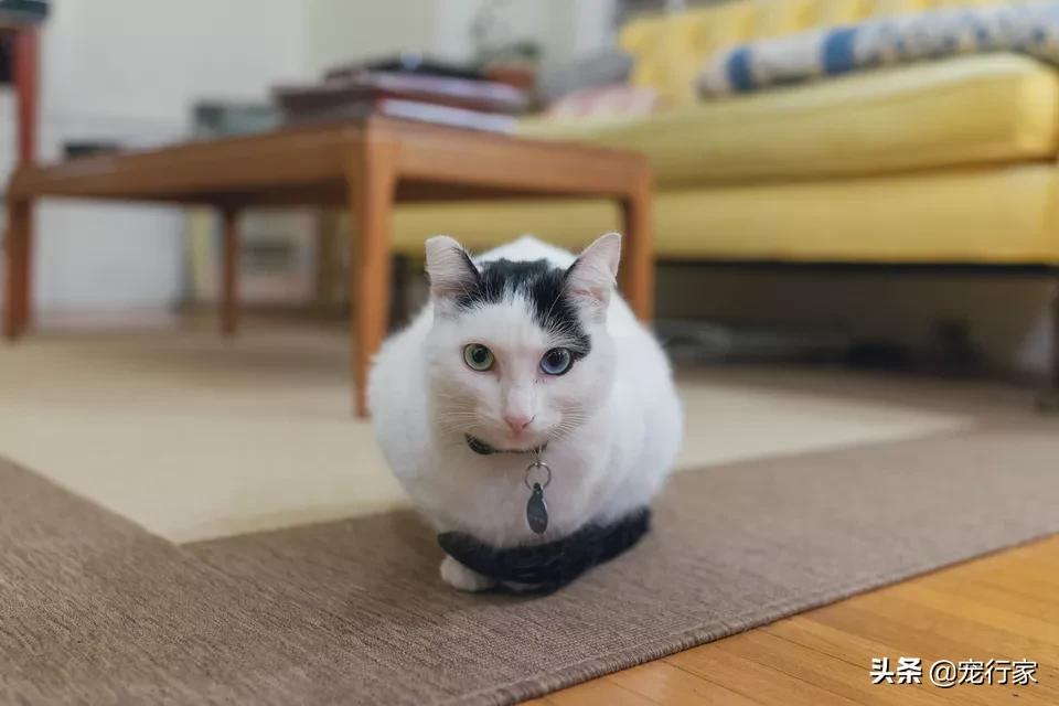 猫咪乱尿还特别粘人,猫咪乱尿是不喜欢有香味的猫砂吗