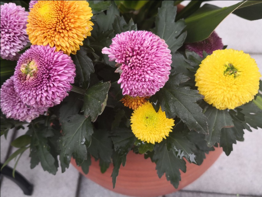 菊花花谢后，修剪掉的枝条千万别浪费了，简单插扦就能变好多盆。