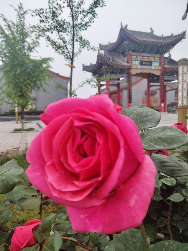 永远的九岁诗词,永远的九岁英文版